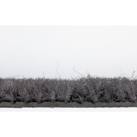 miltex Schmutzfangmatte EAZYCARE BASIC, hellgrau