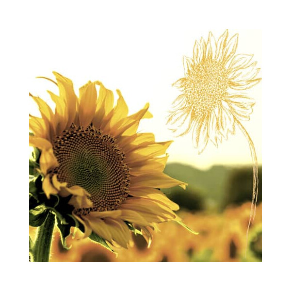 Paper+Design Motivserviette Sonnenblume in der Dämmerung 25 cm x 25 cm, 3 lagig, 20 Stück