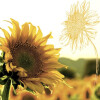 Paper+Design Motivserviette Sonnenblume in der Dämmerung 25 cm x 25 cm, 3 lagig, 20 Stück