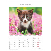 ALPHA Bildkalender Katzen, 24 x 34 cm 117901