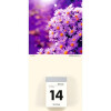 ZETTLER Kalenderrückwand für 301 und 302, Blumen sortiert