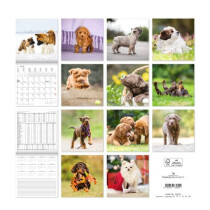 AlphaEdition Bildkalender Hundewelpen 30x60cm