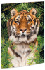 RNK Verlag Zeichnungsmappe "Tiger", Karton, DIN A3