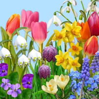 PAPSTAR Oster-Motivservietten "Flowers of Spring"