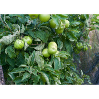 Bradas Sicherheitsnetz Vogelnetz, gewebt, 2 x 5 m, schwarz