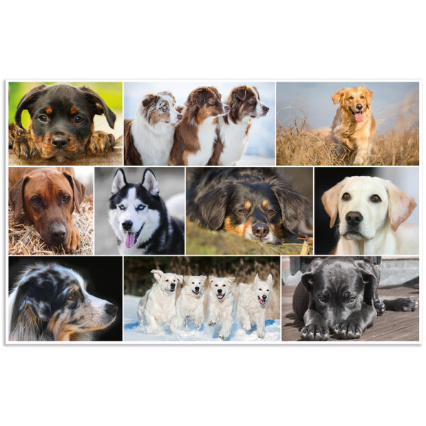 HERMA Schreibunterlage "Hunde", (B)550 x (H)350 mm