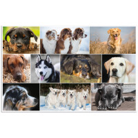HERMA Schreibunterlage "Hunde", (B)550 x (H)350 mm