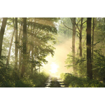 PAPERFLOW Wandbild "Wald", aus Plexiglas