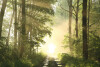 PAPERFLOW Wandbild "Wald", aus Plexiglas