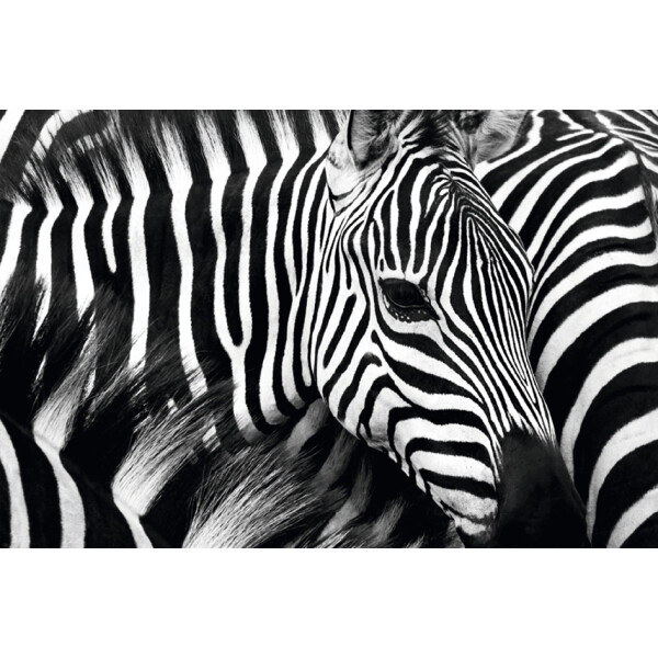 PAPERFLOW Wandbild "Zebra", aus Plexiglas
