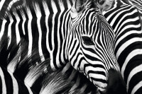 PAPERFLOW Wandbild "Zebra", aus Plexiglas