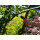 Garten PRIMUS Klappsäge "Hai-Speed", Blattlänge: 180 mm