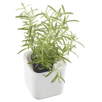 orthex Kräutertopf EDEN, Breite: 120 mm, weiß